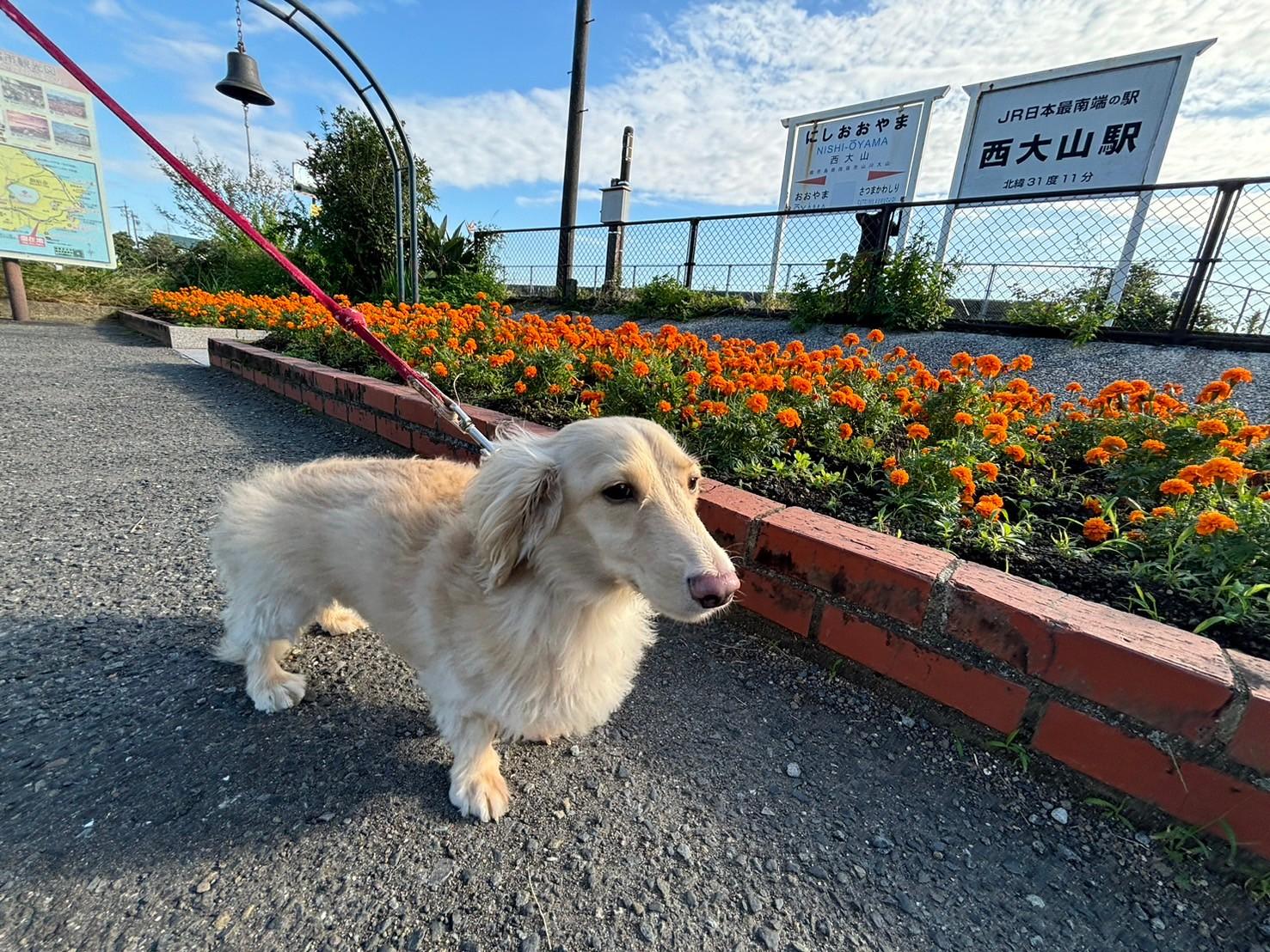 【モデルコース①】＼愛犬と行く 指宿１日コース／-7