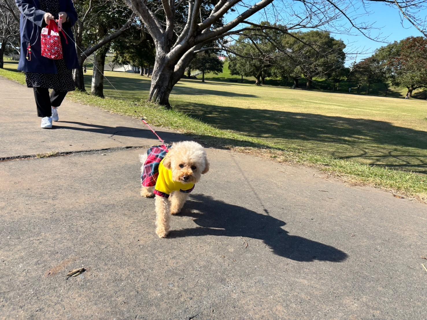 【モデルコース②】＼愛犬と行く 霧島～桜島を巡る１泊２日コース／-2