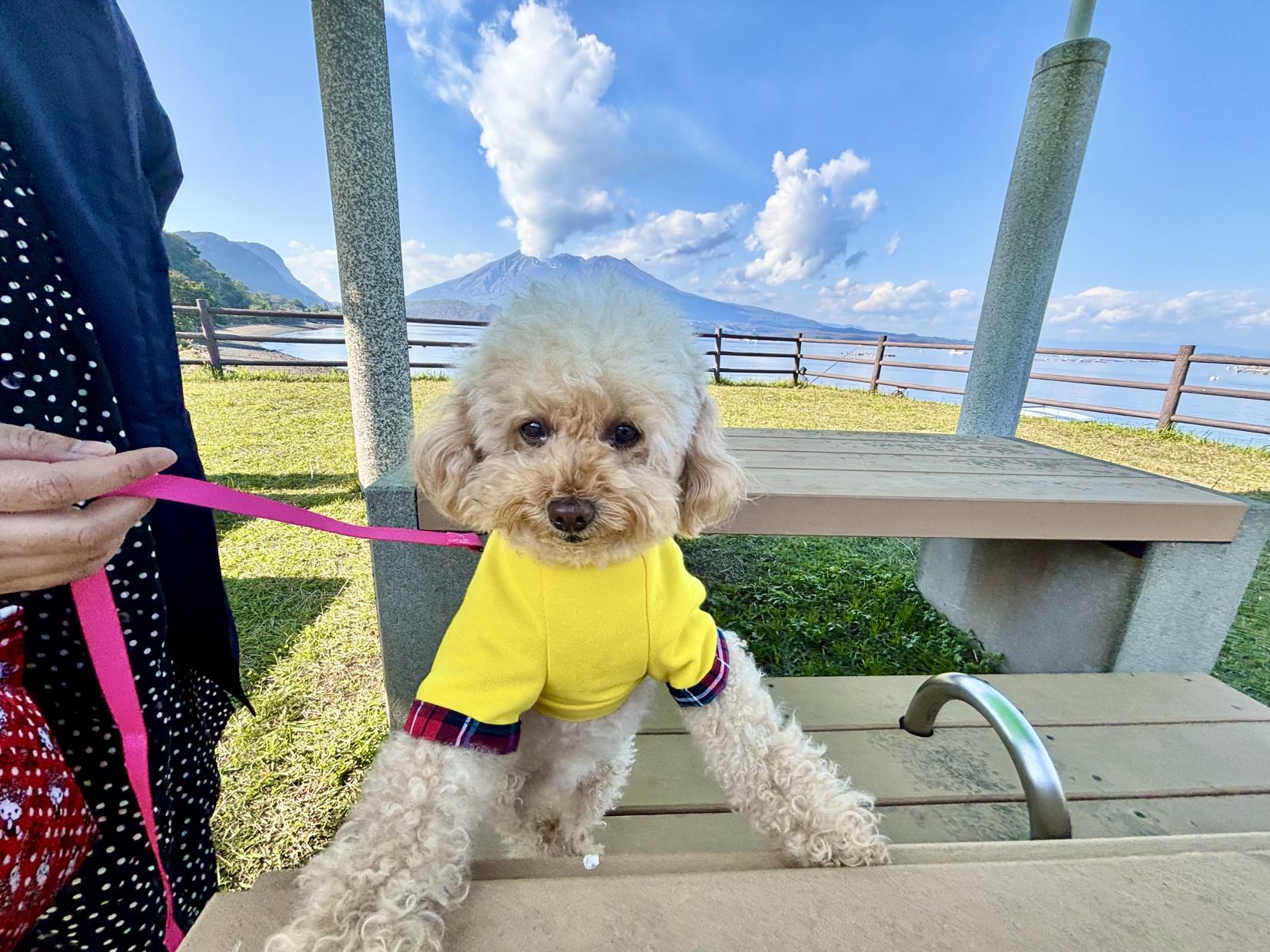 ペット・愛犬と楽しむ鹿児島旅行！-9