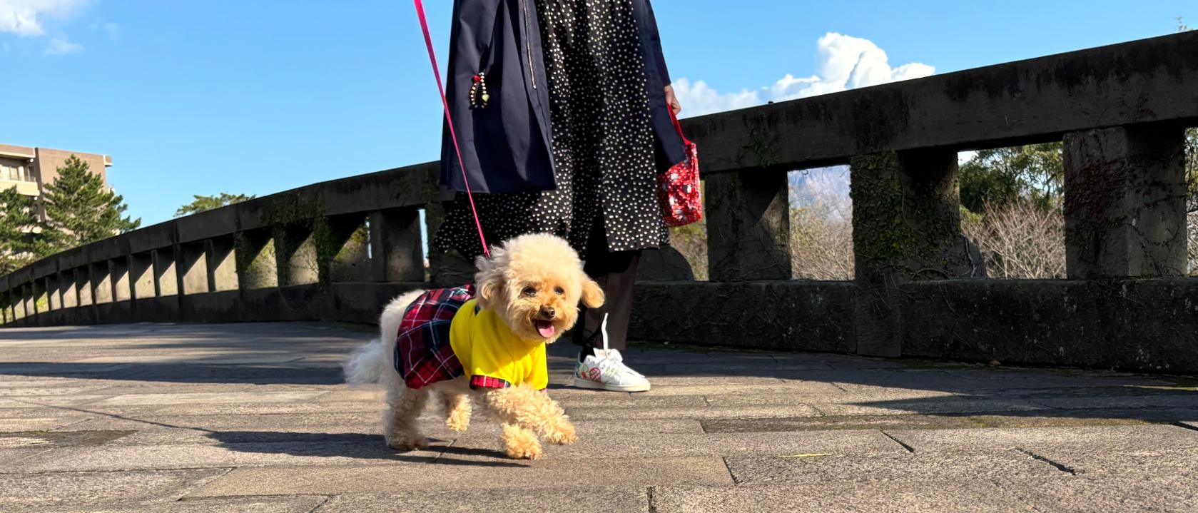 ペット・愛犬と楽しむ鹿児島旅行！-4