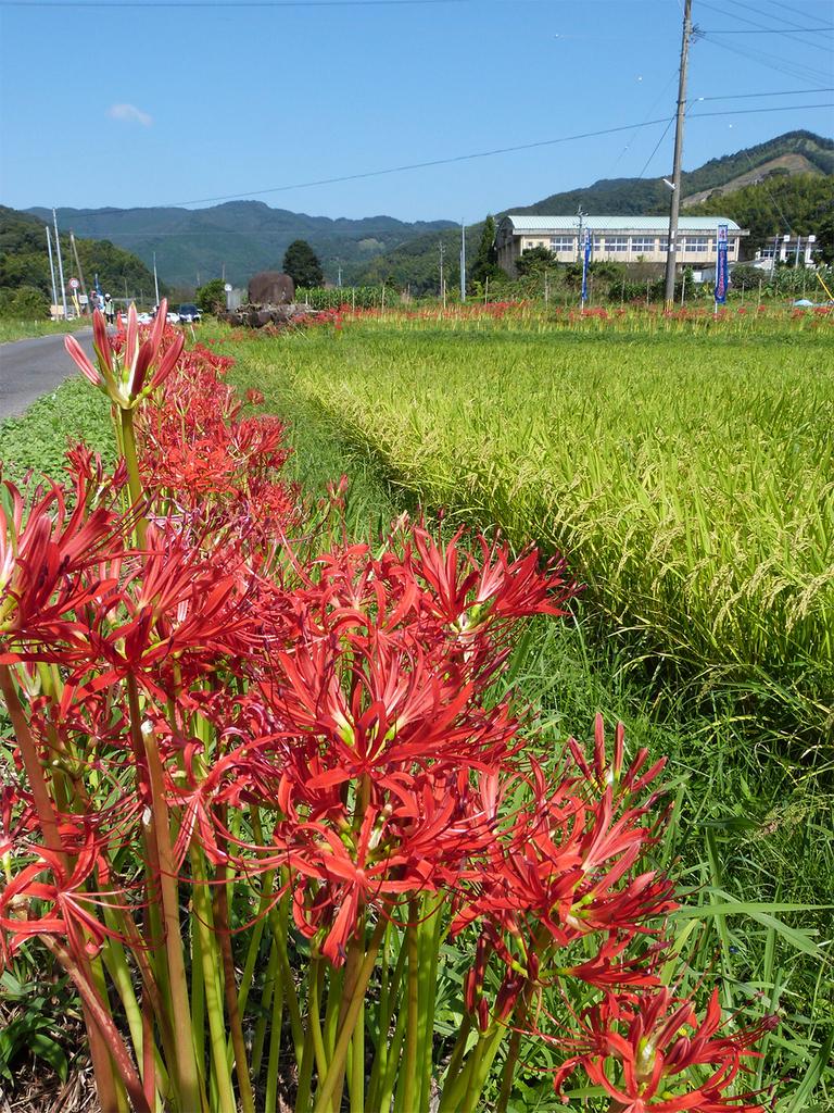 柊野ひがん花まつり・彼岸花-1